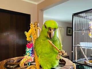 Parrots birds Female Amazon Parrot–8Months–DNA Test–Hand Reared - Advert 5