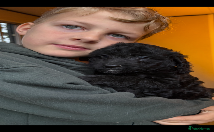 Cockapoo dogs - Advert 1