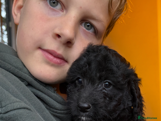 Cockapoo dogs - Advert 1