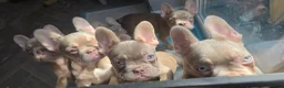 French Bulldog dogs for sale: 'New shade isabella' French bulldog puppys 😍 in Lancing - Advert 7