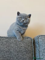 British Shorthair cats British Shorthair Male Kitten (GCCF) - Advert 4