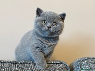 British Shorthair cats British Shorthair Male Kitten (GCCF) - Advert 6