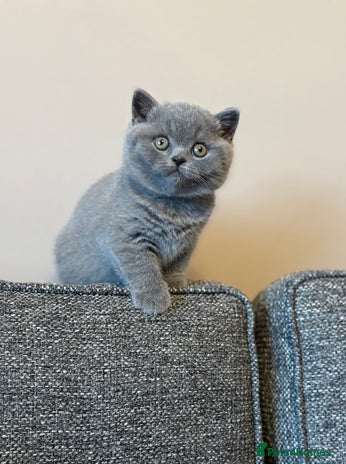 British Shorthair cats British Shorthair Male Kitten (GCCF) - Advert 2
