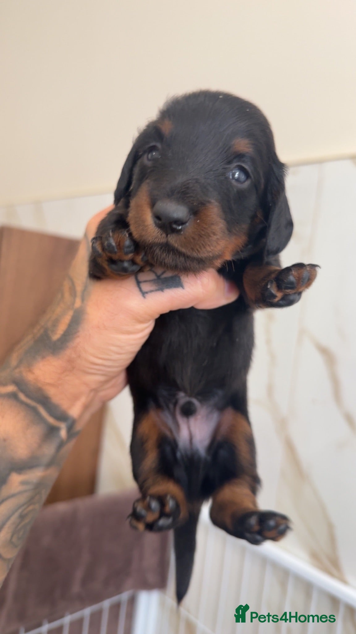 Miniature Dachshund dogs Long haired & Long haired carriers  - Advert 2