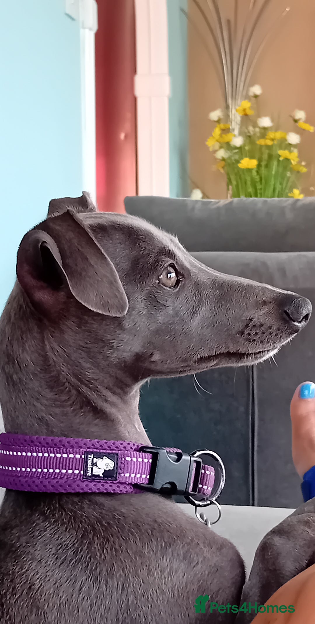 Mixed Breed dogs for sale: Italian greyhound/whippet  - Image 2