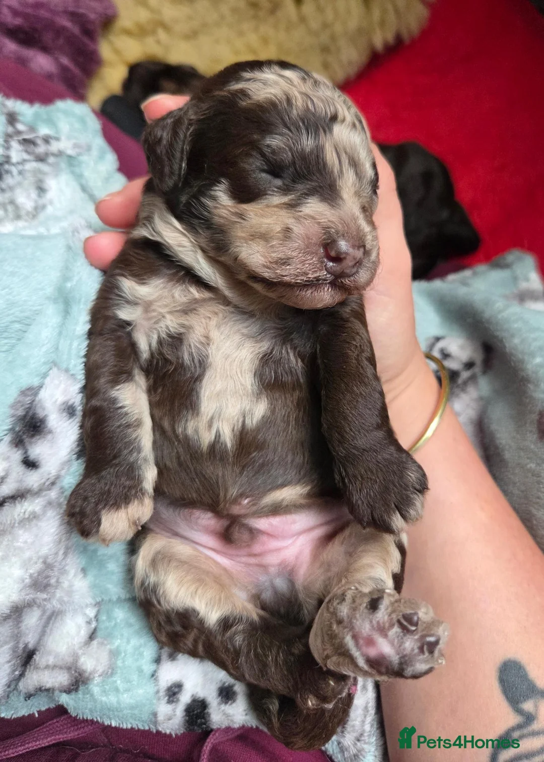 Cockapoo dogs for sale: Multigen Chocolate Merle Cockapoo Puppies - Advert 1