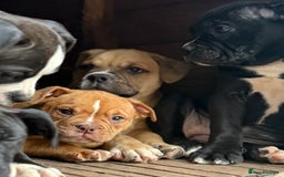 Alapaha Blue Blood Bulldog dogs for sale: ALAPAHA BLUE BLOOD BULLDOGS  - Image 16