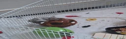 Mouse rodents for sale: Trio of Female mice - Advert 3