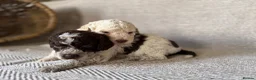 Lagotto Romagnolo dogs for sale: Kennel Club Registered Lagotto Romagnolo Puppies - Advert 7