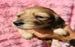 Miniature Dachshund dogs for sale: Ready to leave 🐾 beautiful long hair miniatures  - Image 17