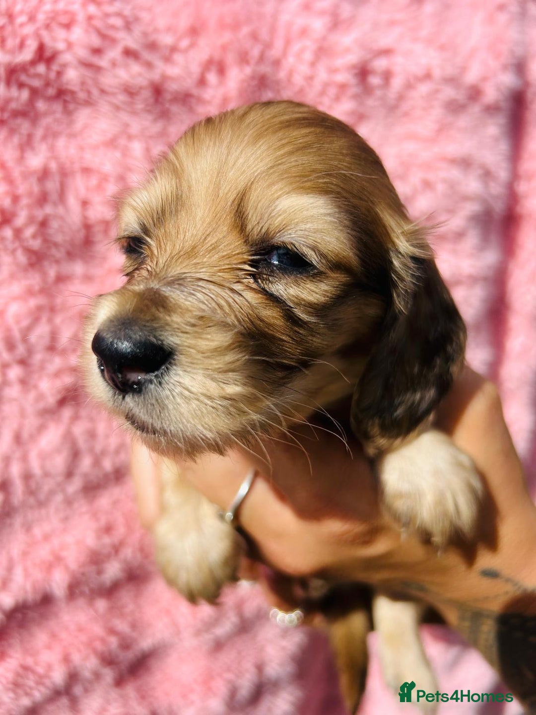 Miniature Dachshund dogs for sale: Ready to leave 🐾 beautiful long hair miniatures  - Image 17