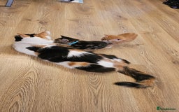 Domestic Shorthair cats for sale: 4 Adorable boys Looking for a Loving Home - Image 2