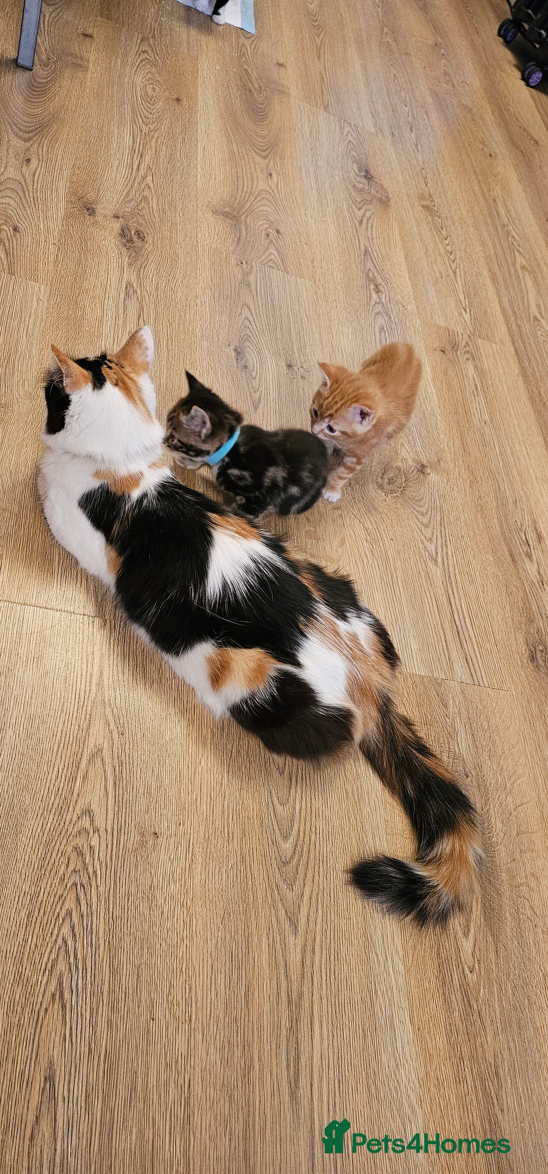 Domestic Shorthair cats for sale: 4 Adorable boys Looking for a Loving Home - Image 2