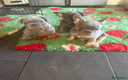 French Bulldog dogs for sale: Amazing Frenchies ready now.  - Image 4