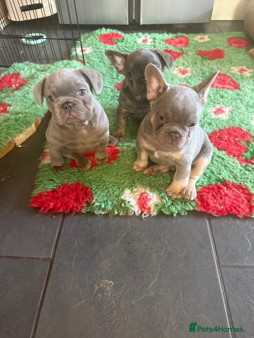 French Bulldog dogs for sale: Amazing Frenchies ready now.  - Image 4