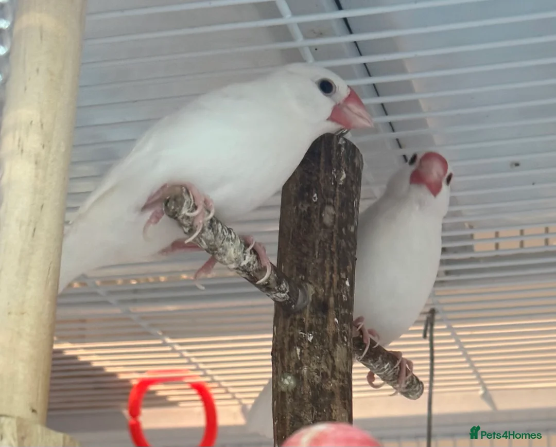 Budgerigars birds for sale: Bonded Pair 6 months old Java white sparrows  - Advert 2