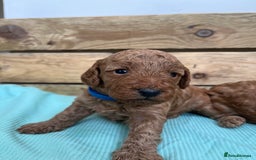 Cockapoo dogs for sale: Fox red cockapoo's - Image 9
