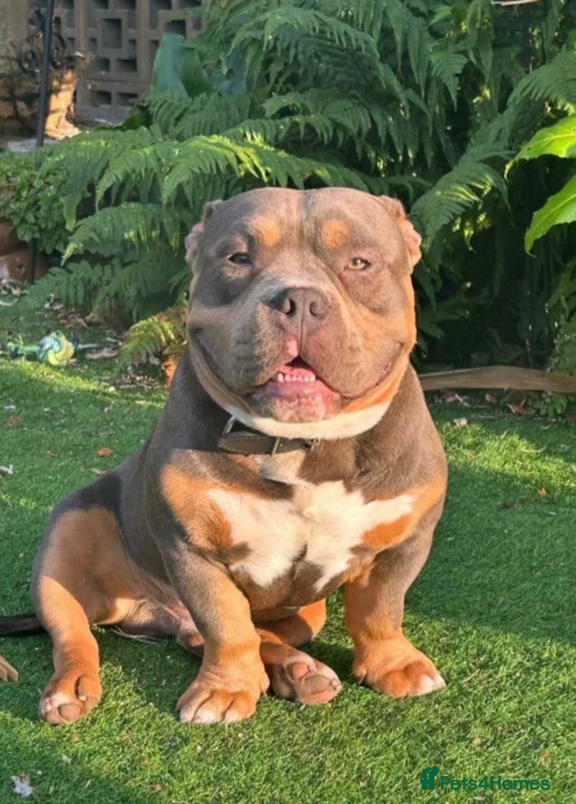 American Bulldog dogs 🔥 UK Pocket Bully Stud Available 🔥 - Advert 7