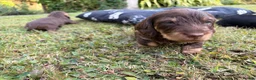 Dachshund dogs for sale: KC Regestered Teckel puppies in Cardiff - Advert 17
