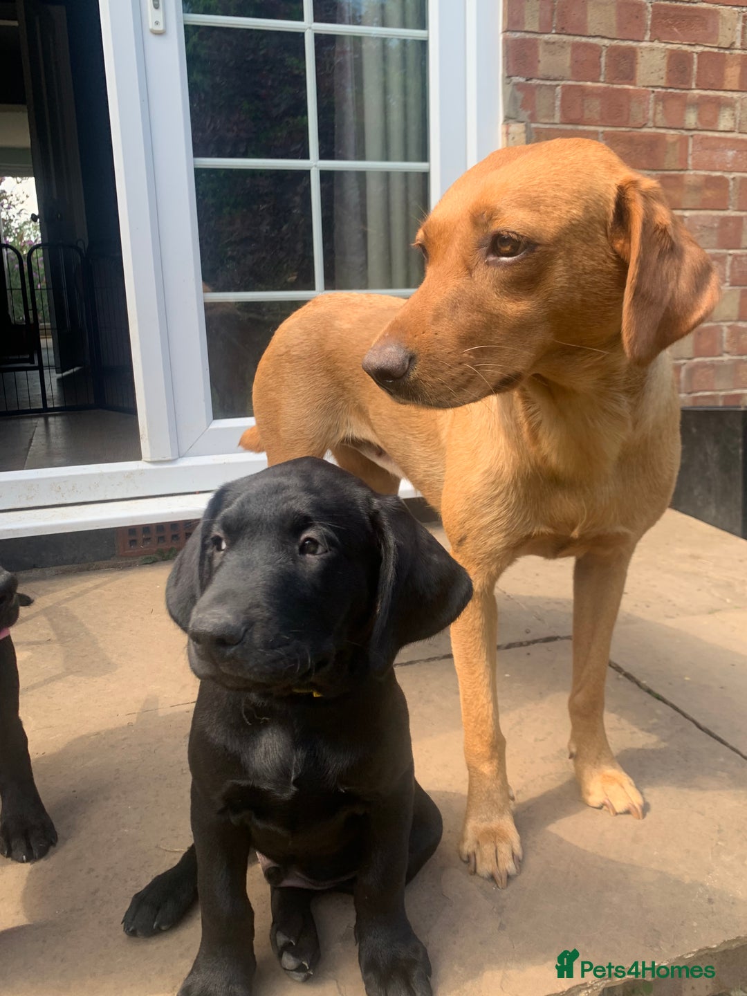 Labrador Retriever dogs for sale: KC Labrador puppy 🐾 - Image 8