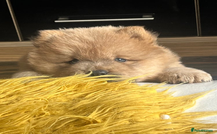 Chow Chow dogs - Advert 9