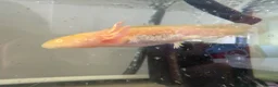 Axolotl reptiles for sale: Axolotl - Advert 20