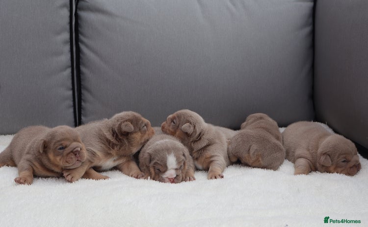 English Bulldog dogs - Advert 9