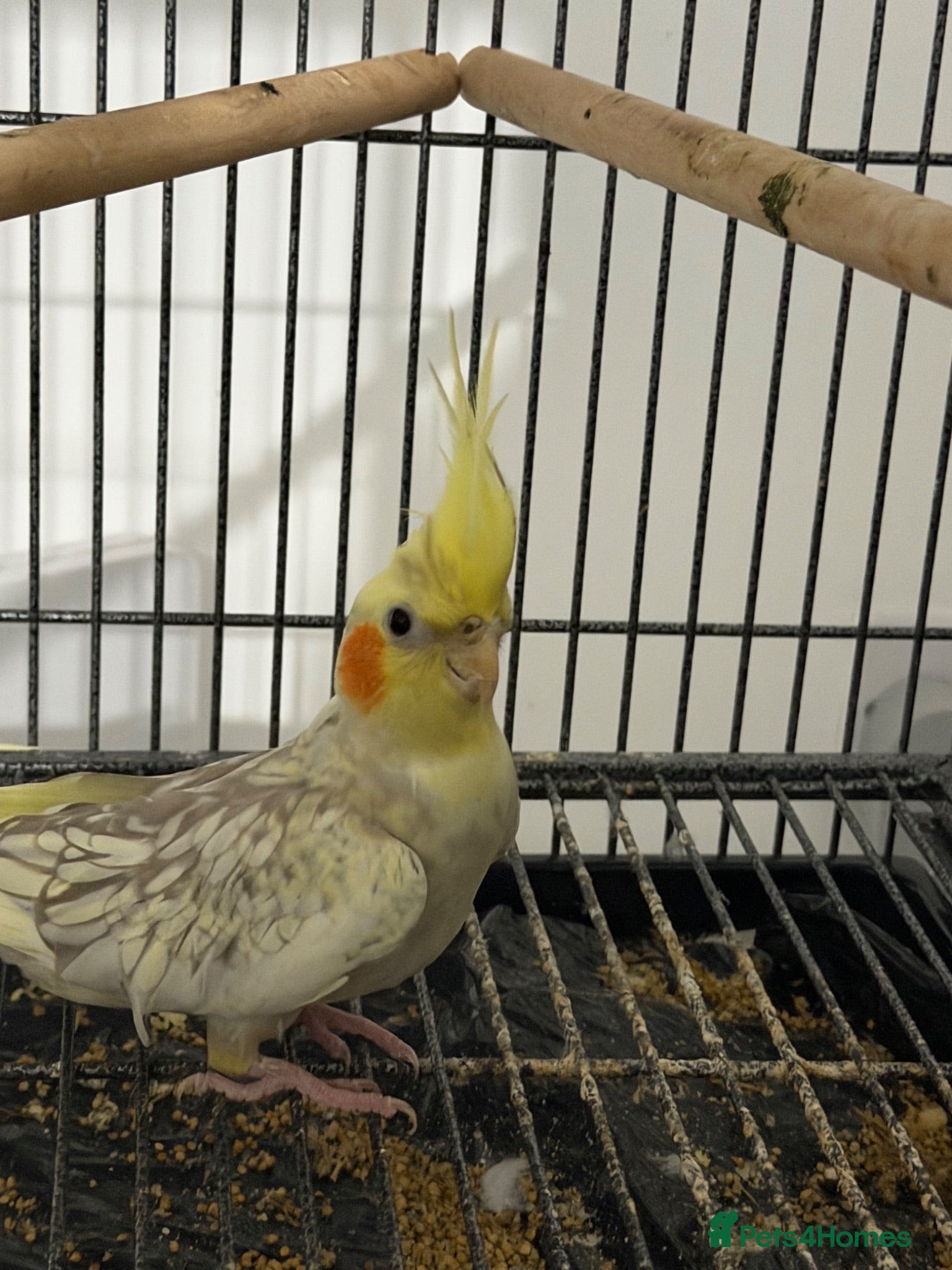 Cockatiels birds Cockatiels  - Advert 14