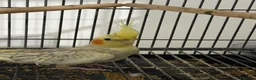 Cockatiels birds for sale: Cockatiels  - Advert 1