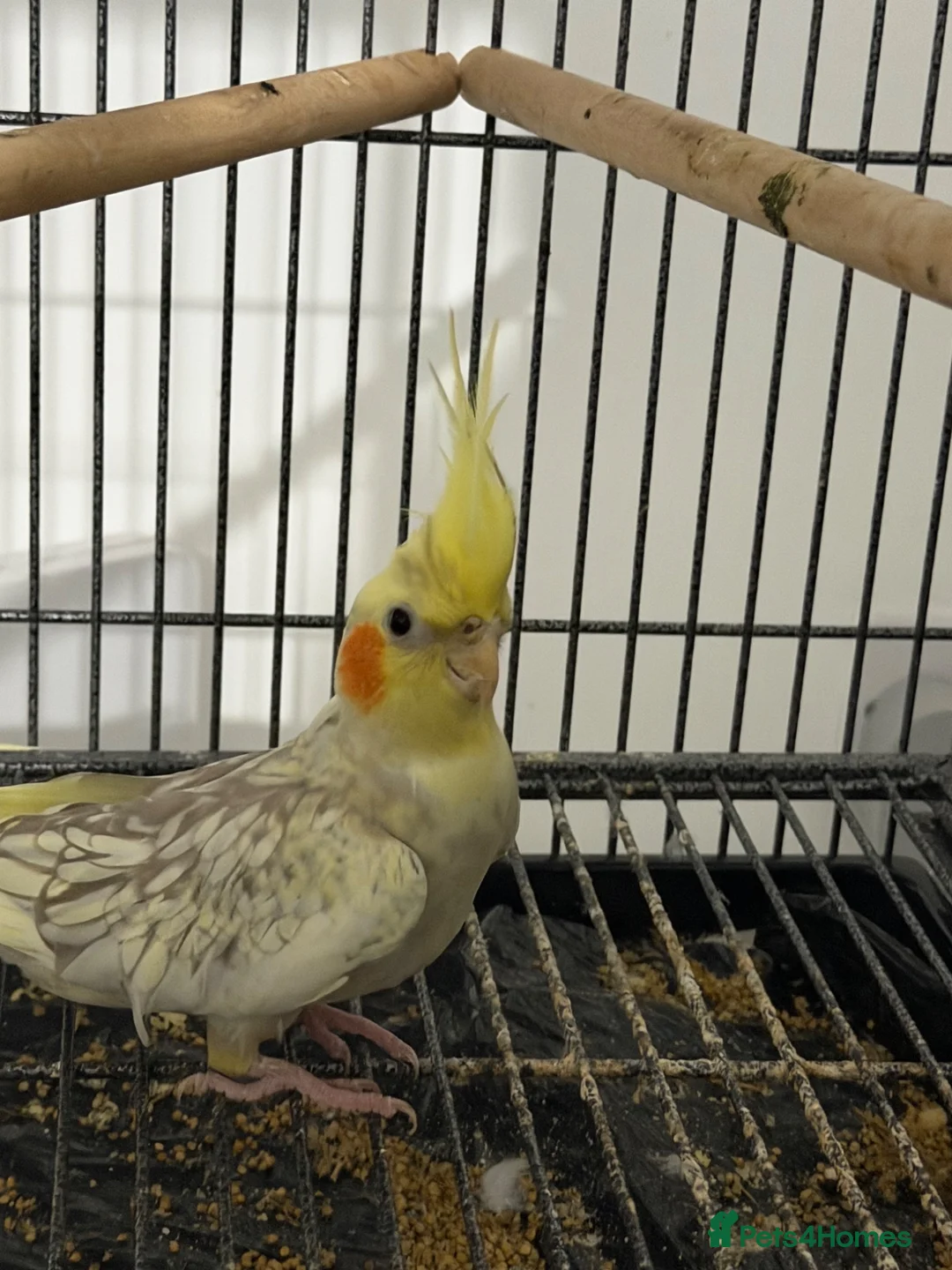 Cockatiels birds for sale: Cockatiels  - Advert 1