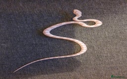 Corn Snake reptiles for sale: 🐍2 left ready to go 🐍 - Image 5