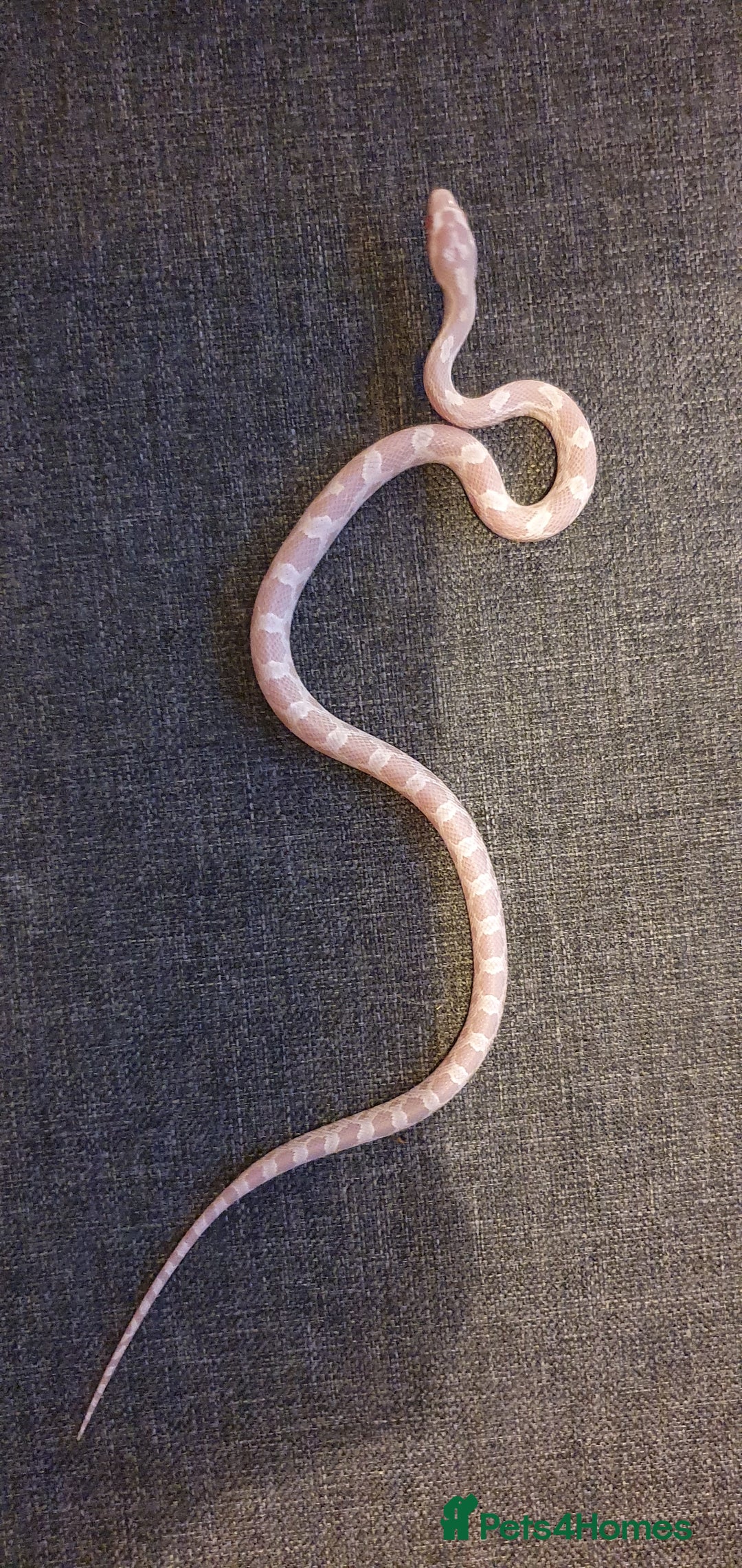 Corn Snake reptiles for sale: 🐍2 left ready to go 🐍 - Image 5