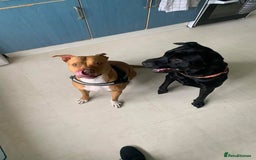 Staffordshire Bull Terrier dogs for sale: Beautiful dog - Image 1