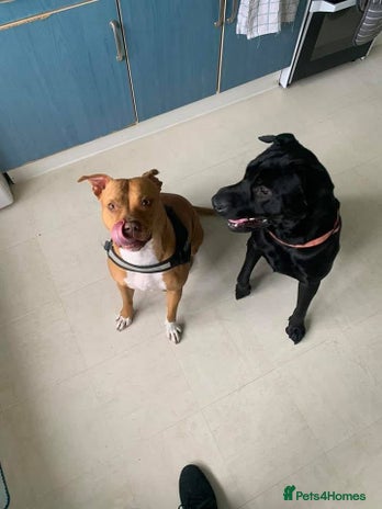 Staffordshire Bull Terrier dogs - Advert 7