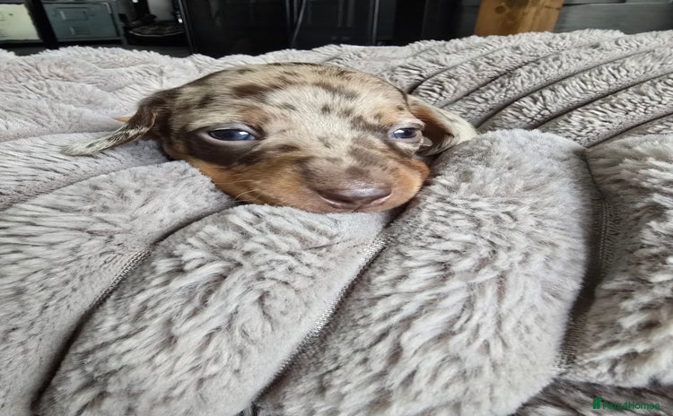 Miniature Dachshund dogs - Advert 1