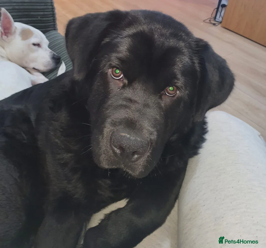 Mixed Breed dogs for sale: Newfoundland x chow chow pup - Advert 4