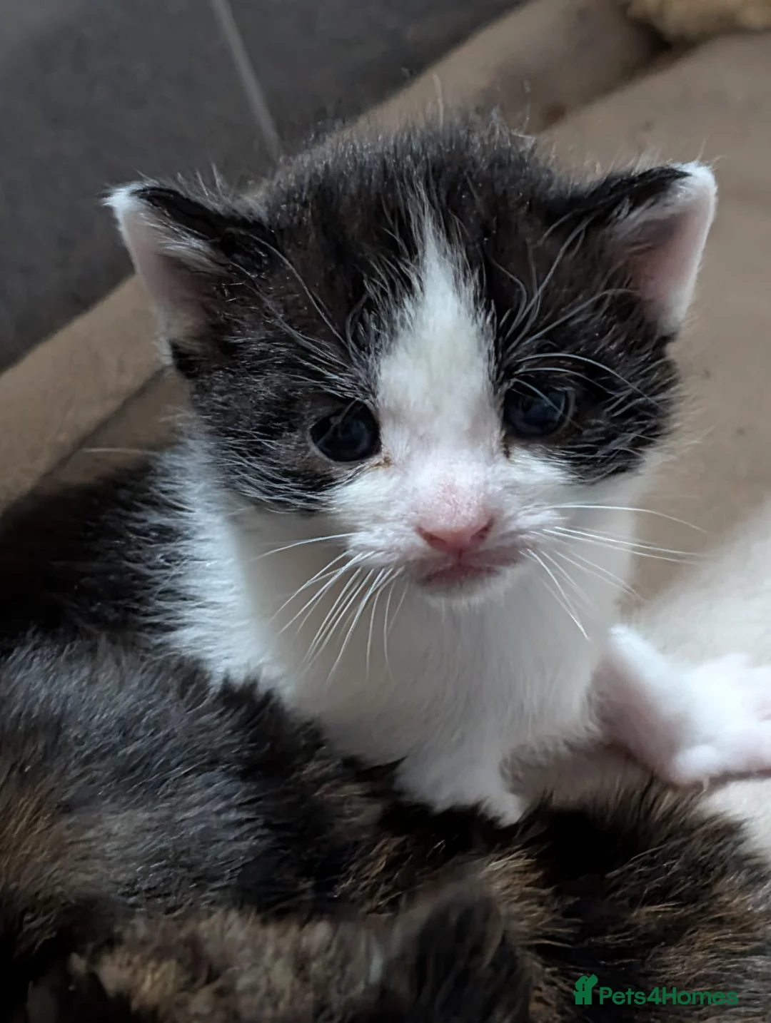 Mixed Breed cats for sale: Mixed kittens for sale - Advert 6