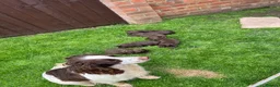 Sprocker dogs for sale: Beautiful sprocker puppies  - Advert 6