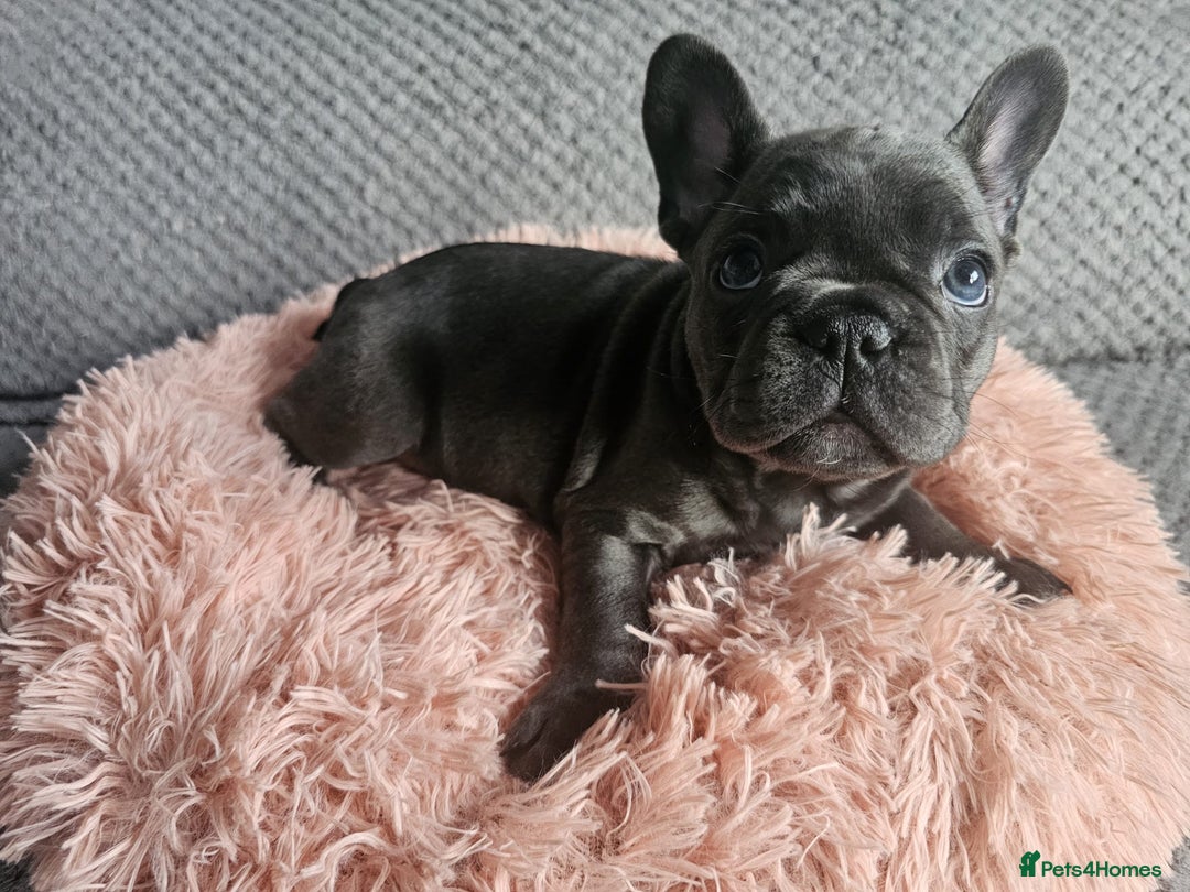 French Bulldog dogs for sale: Beautiful Fluffy French bulldogs - Image 10
