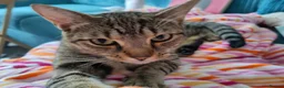 Mixed Breed cats for sale: 2 beautiful cats looking for a loving home in Saint Austell - Advert 2