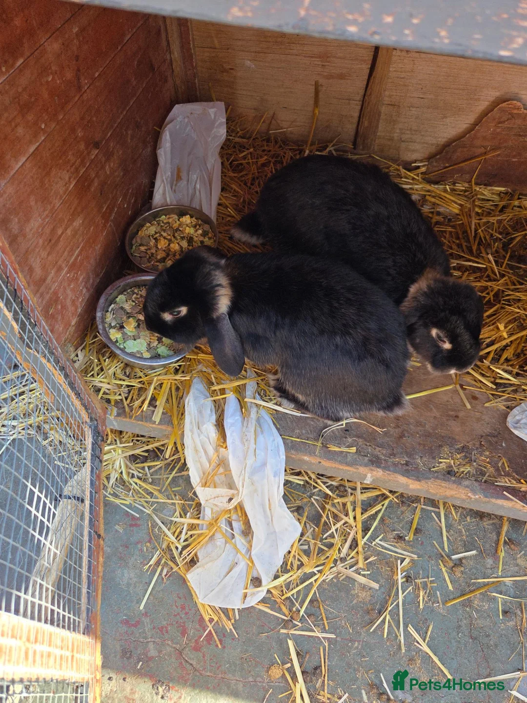 Mixed Breed rabbits for sale: Ready for our forever homes - Advert 2
