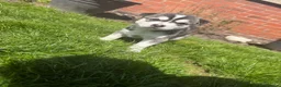 Siberian Husky dogs for sale: Siberian husky pups - Advert 13