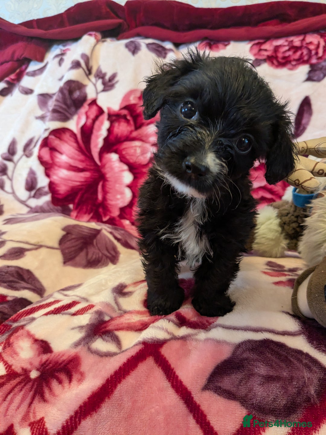 Mixed Breed dogs for sale: F1b cockapoo - Image 7
