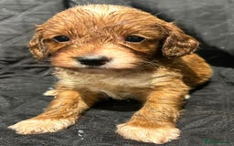 Cockapoo dogs for sale: STUNNING RED F1 TOY COCKAPOOS - Image 4