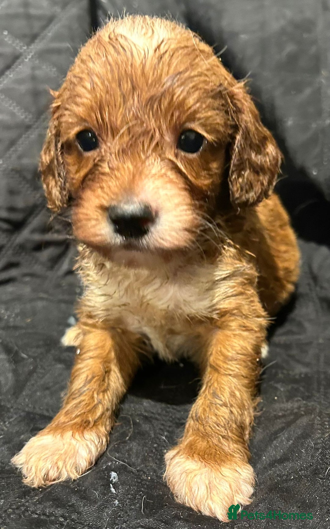 Cockapoo dogs for sale: STUNNING RED F1 TOY COCKAPOOS - Image 4