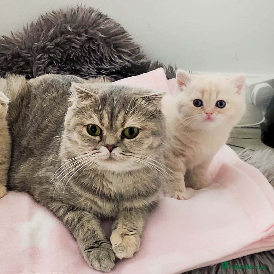 British Shorthair cats for sale: Rare Cream Kitten Ready For New Home - Image 14