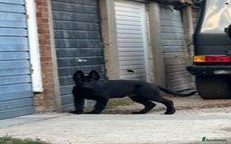 German Shepherd dogs for sale: Exceptional KC Reg DDR GSD Puppies Rare Bloodlines - Image 17