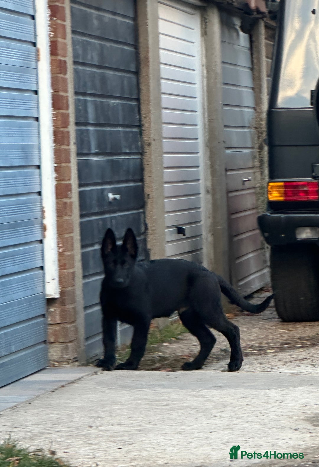 German Shepherd dogs for sale: Exceptional KC Reg DDR GSD Puppies Rare Bloodlines - Image 17
