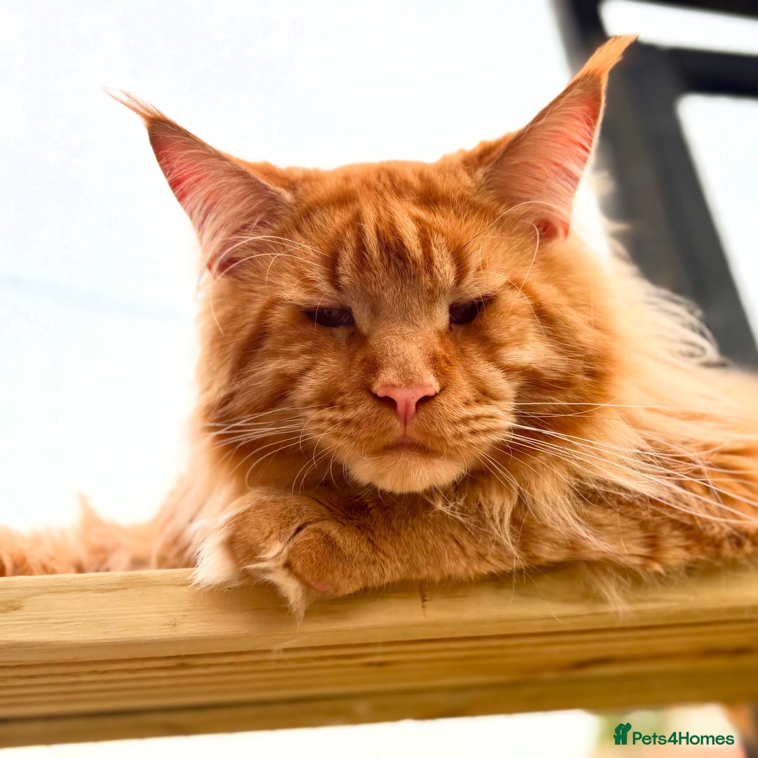 Maine Coon cats for sale: Maine Coon Kittens ❤️ GCCF and TICA registered  - Image 17