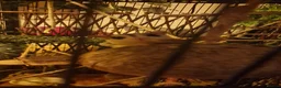 Sugar Glider rodents for sale: 3 beautiful sugar gliders looking for new home - Advert 4